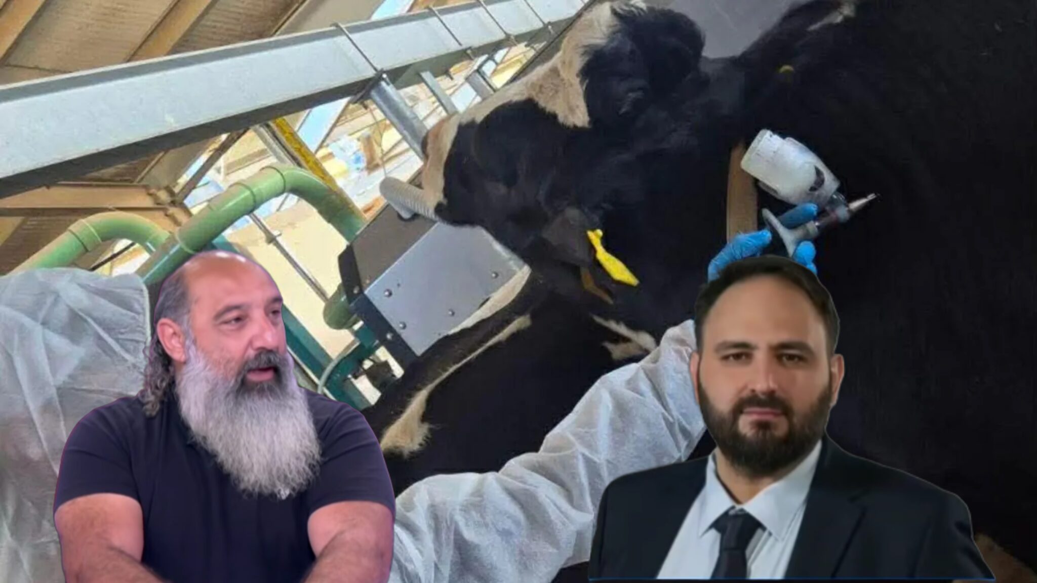Καταγγελία για «πολλή βρωμιά» στον αφθώδη πυρετό, πως απαντά το Κτηνιατρικό Συμβούλιο