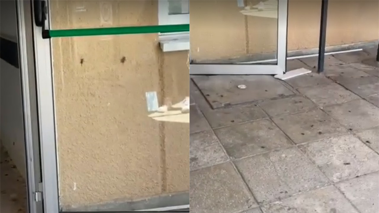 ΒΙΝΤΕΟ: Ατύχημα λέει ο ΟΚΥΠΥ το σμήνος κατσαρίδων στην πόρτα του Γενικού Νοσοκομείου Πάφου