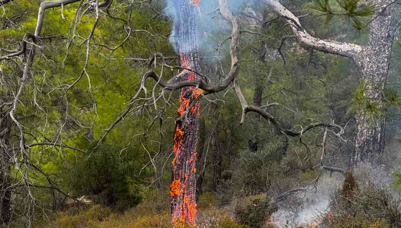 ΦΩΤΟ: Κεραυνός προκάλεσε πυρκαγιά σε δάσος στην επαρχία Λεμεσού
