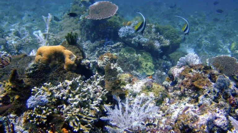 Έπιασαν στα πράσα κύκλωμα λαθρεμπορίας κοραλλιών στην Σκόπελο