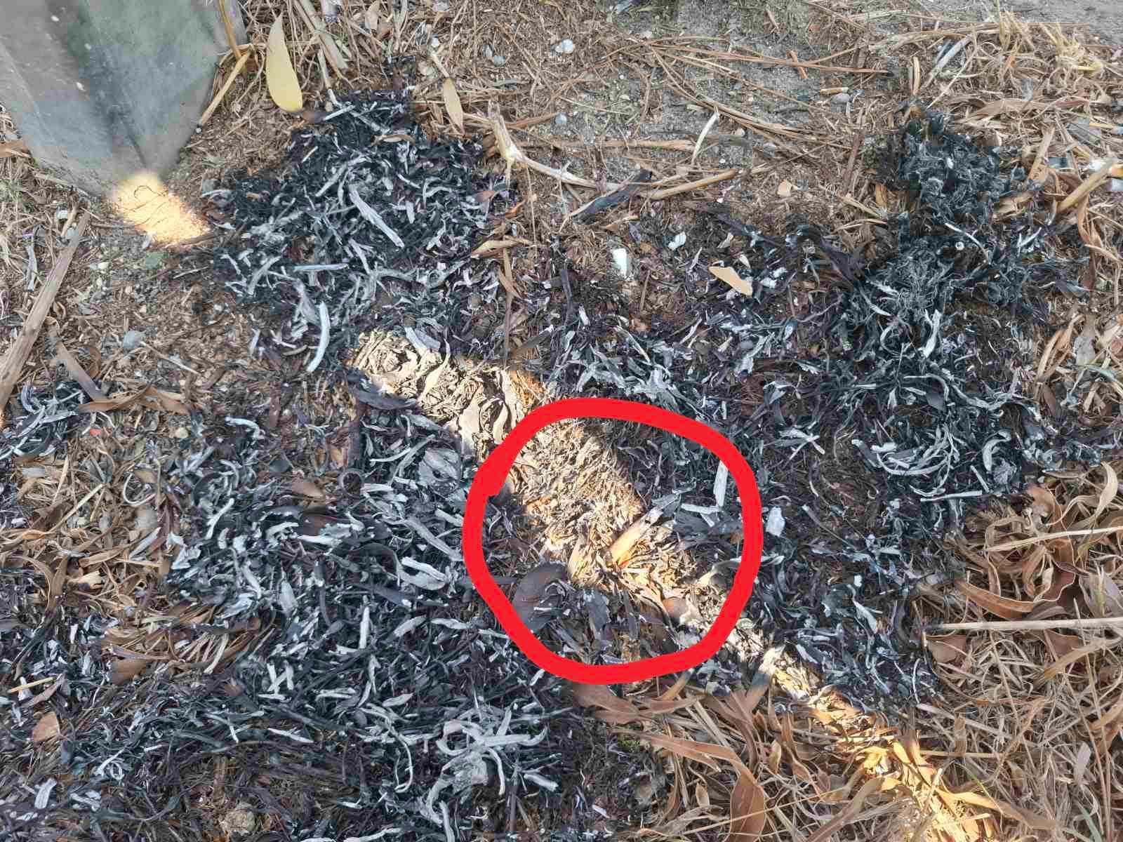 ΦΩΤΟ: Φωτιά στον αυτοκινητόδρομο στα Λύμπια, εντοπίστηκε αποτσίγαρο στο σημείο