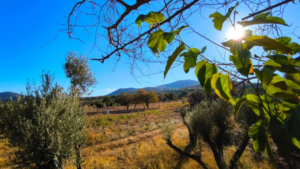 Θρίλερ στα Χανιά: Εντοπίστηκαν ανθρώπινα οστά σε χωράφι, δύο εξαφανίσεις γυναικών στο μικροσκόπιο