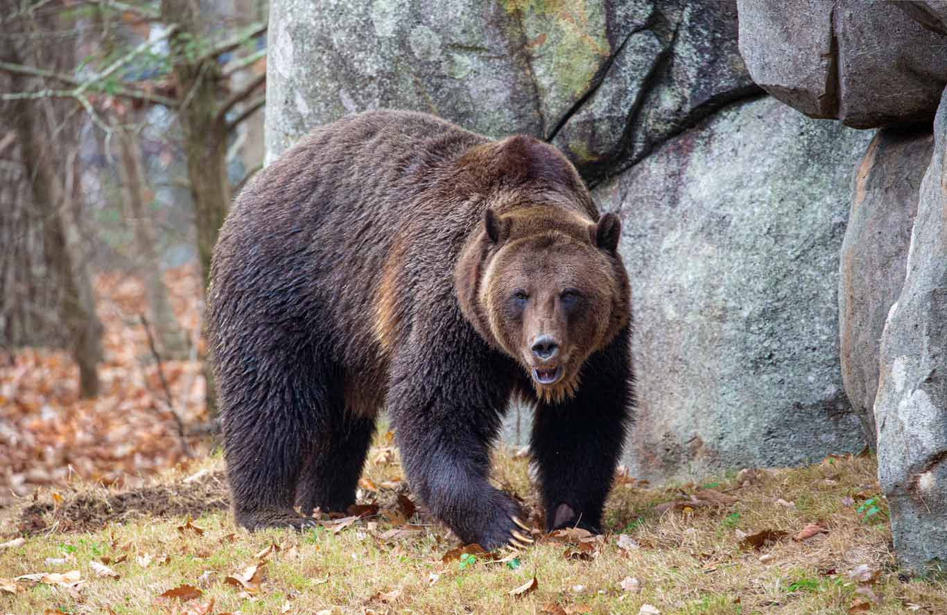 Φωτιές άναψε η αρκούδα του Melios Zoo, αγανάκτηση και αποτροπιασμός από το Κομμα για τα Ζώα